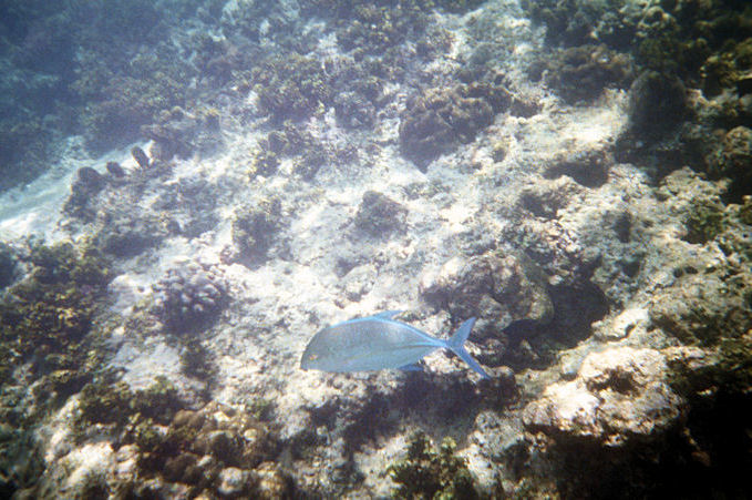 Seychellen Unterwasser-044.jpg